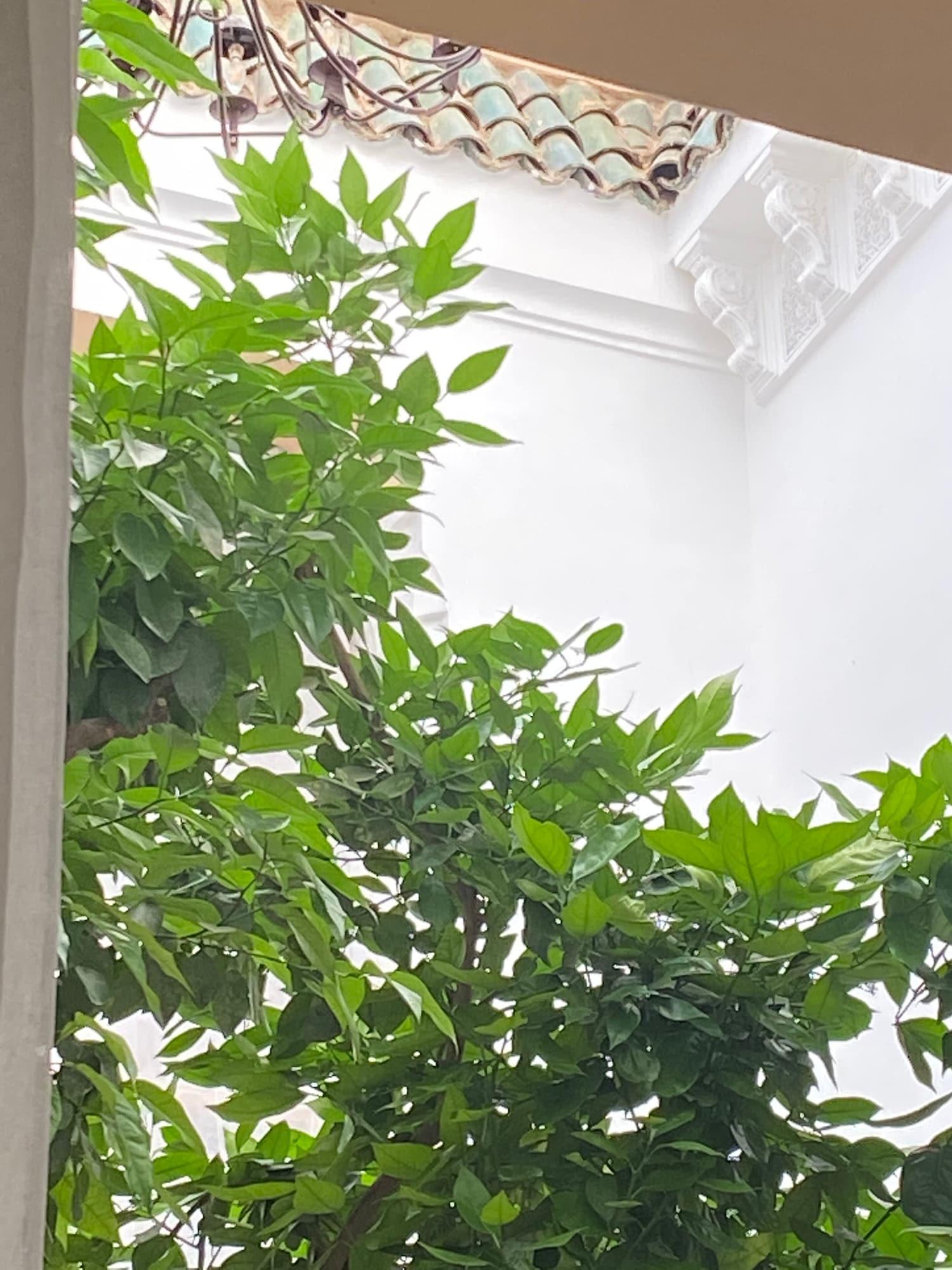 Riad Les Orangers D'Alilia Marrakesh Ngoại thất bức ảnh